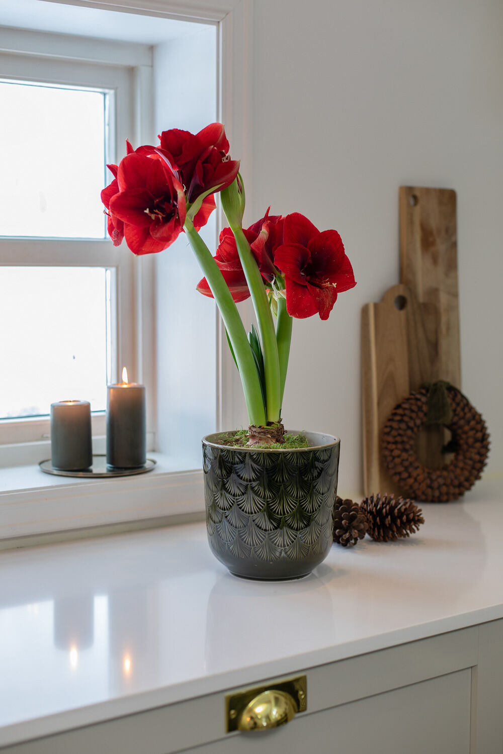 Amaryllis l&oslash;k